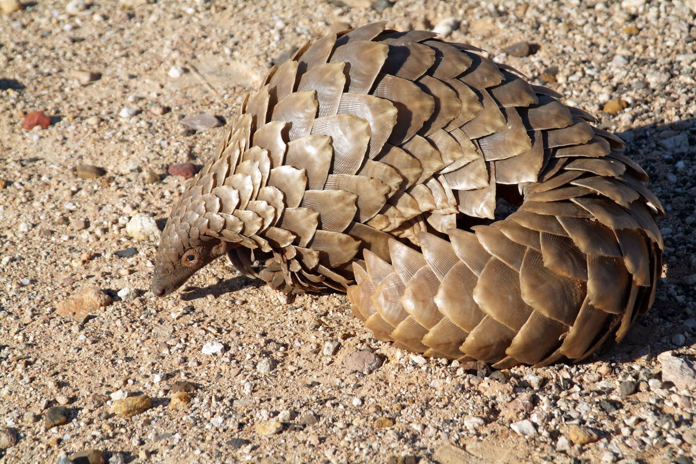 Un pangolin. 