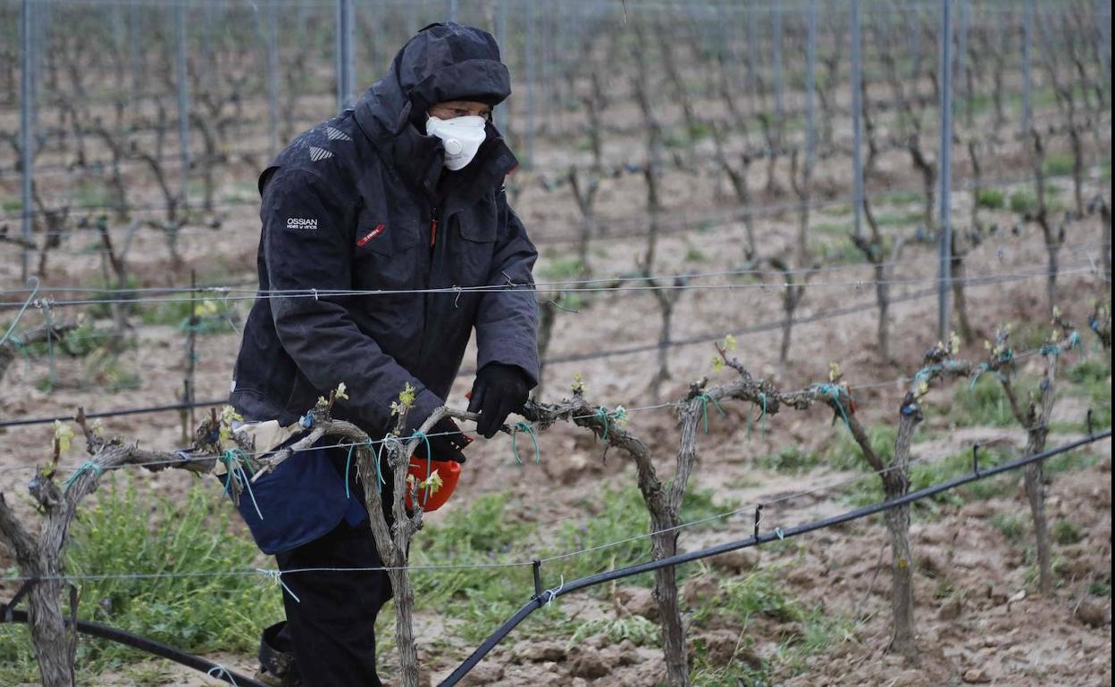 Un operario de la bodega ribereña Pago de Carraovejas trabajando en la viña con mascarilla ayer. 