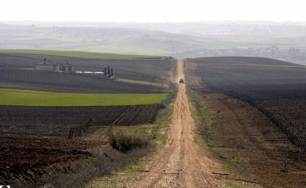 Viñedos de la Bodega Frontaura, en la Denominación de Origen Toro. 