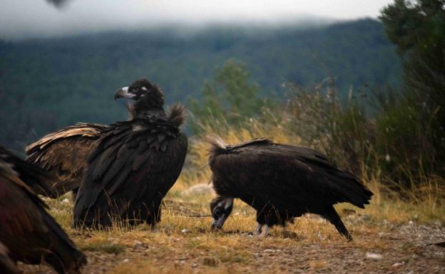 Acebo (a la izquierda) y Arca son la primera pareja de buitre negro que ha visto nacer su pollo. 