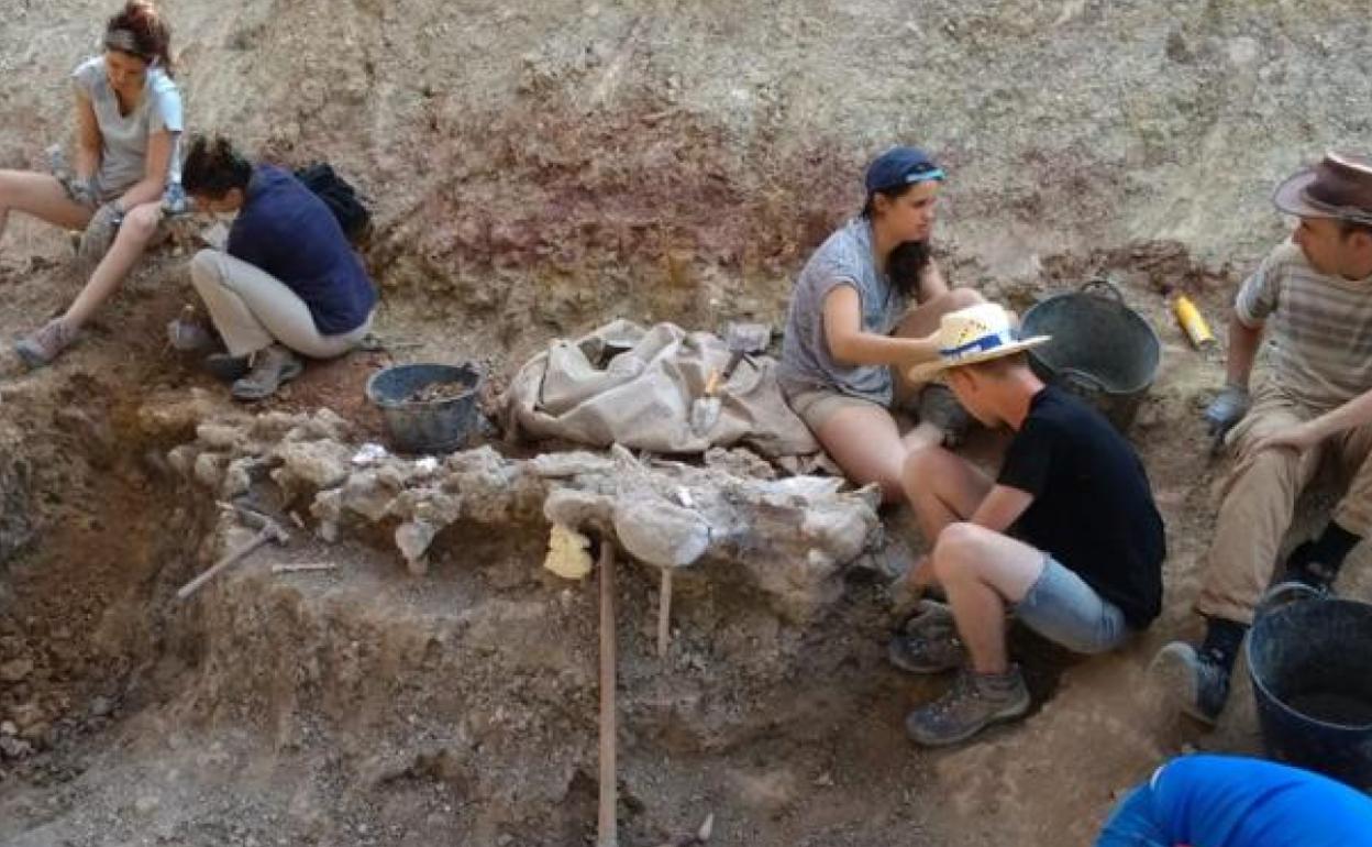 Durante las tres campañas de excavación en Torrelara se han descubierto numerosos restos fósiles. 