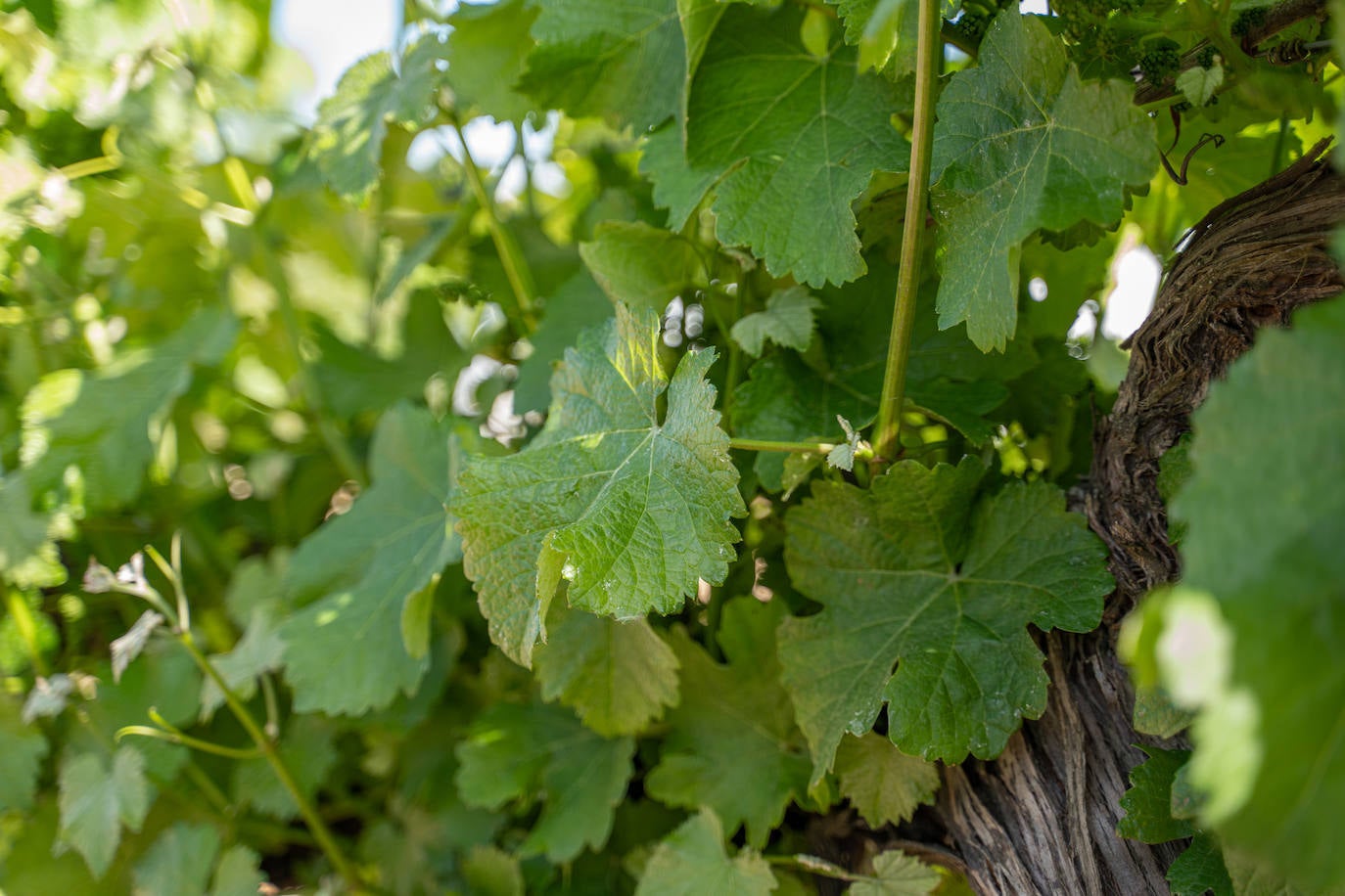 Sus instalaciones, de reciente construcción, están a la vanguardia del diseño, en equilibrio con unos espacios amplios para poder realizar todas las tareas propias de la elaboración y crianza de vinos. 