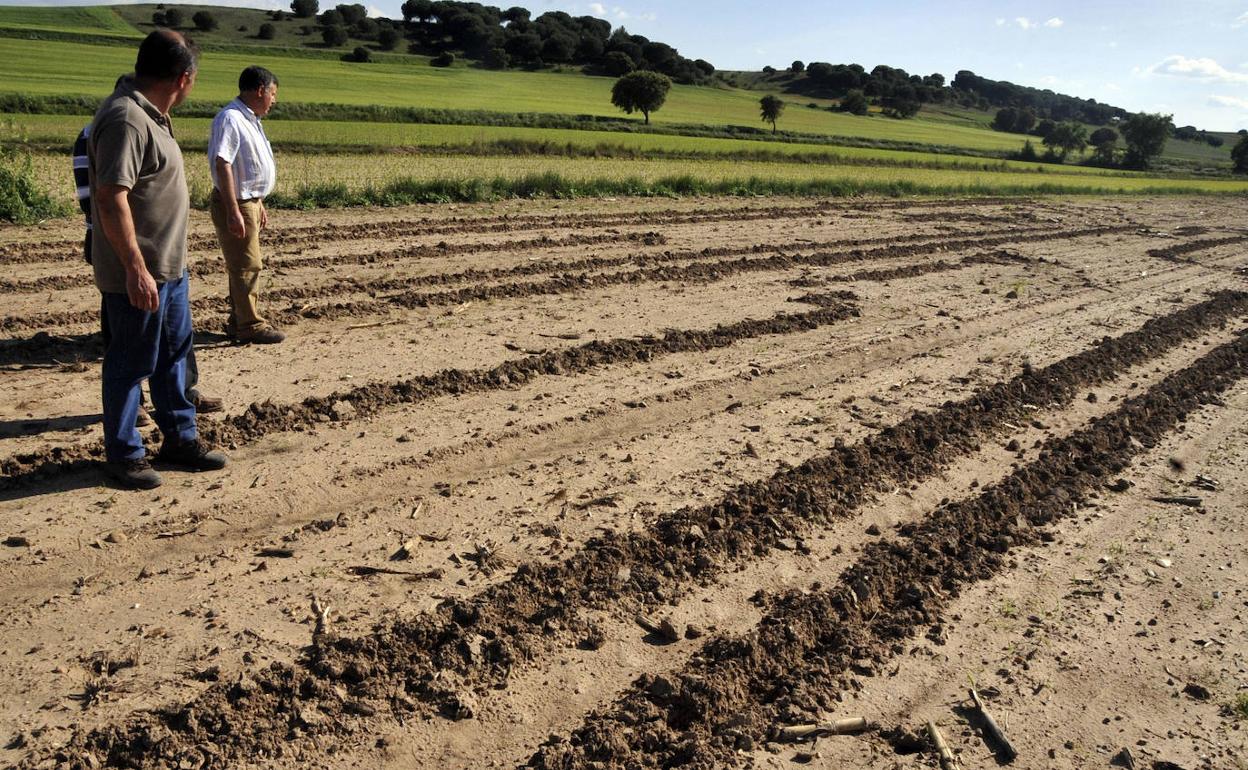 Varios agricultores observan los surcos que el jabali hace con su hocico para comerse las semillas de maíz. 