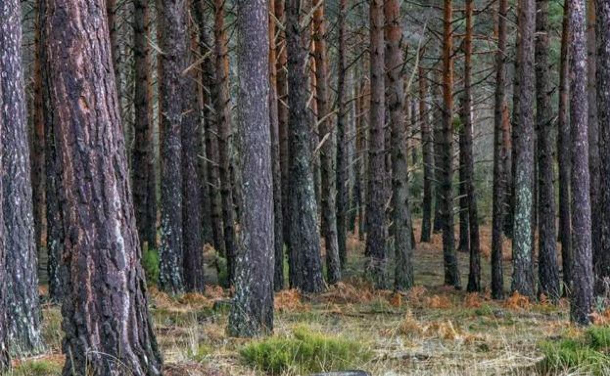 La comarca de Pinares cuenta con una gran masa forestal.