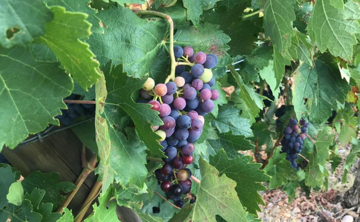 Aranda de Duero acoge la primera Jornada de variedades de uva en extinción