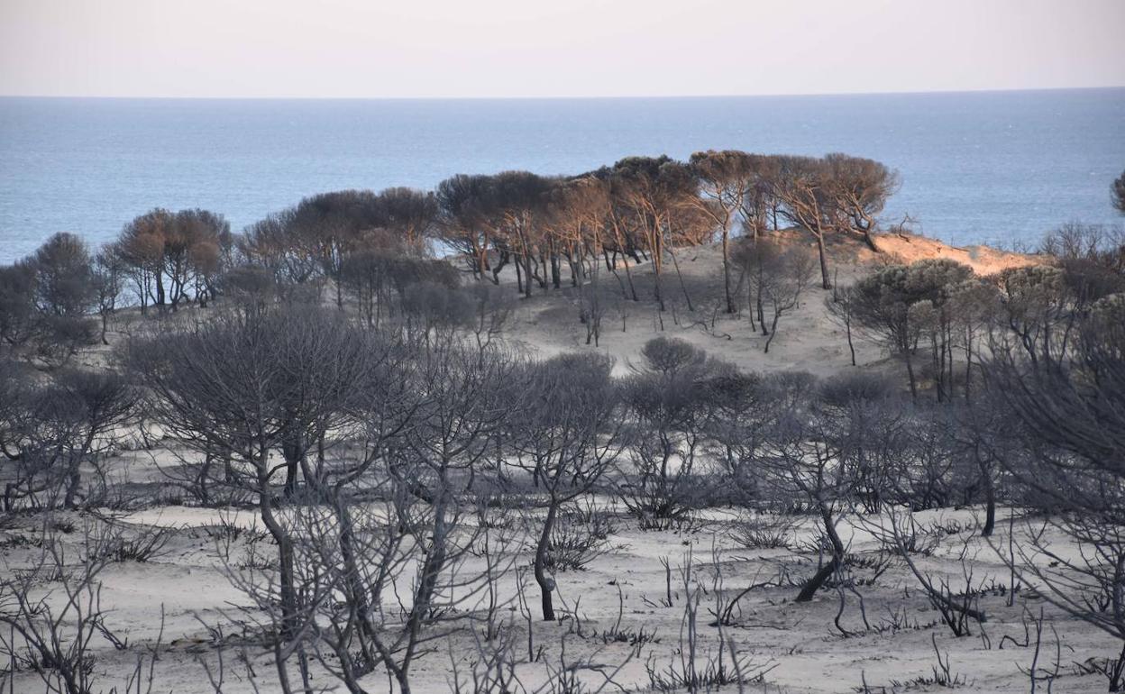 Efectos de un incendio en Doñana en 2017.