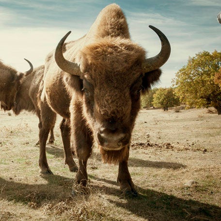 Bisonte europeo en Paleolítico Vivo. 