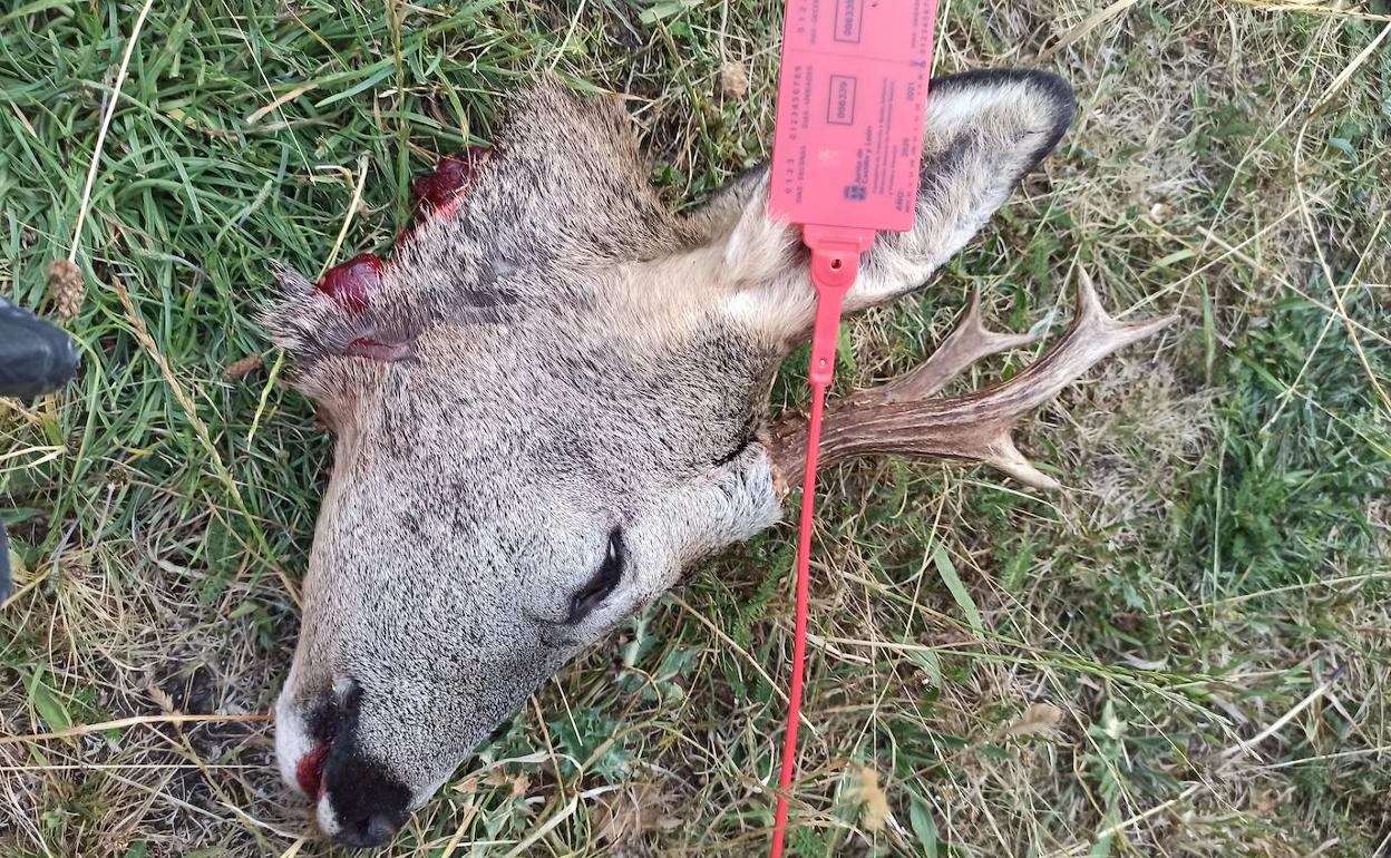 Agentes Medioambientales denuncian a dos cazadores por no precintar los corzos en la provincia de Burgos