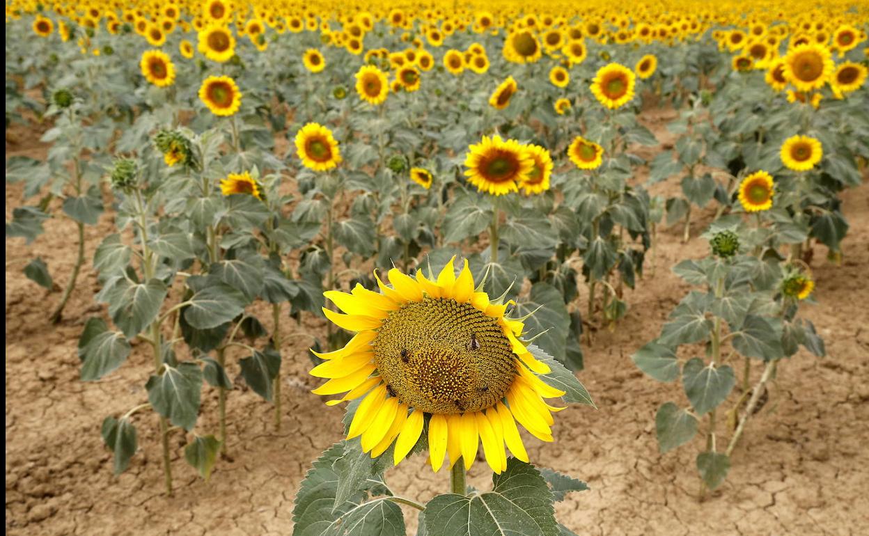 Campo de girasoles en una finca de Palencia.