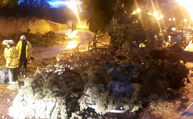 Los bomberos han tenido que salir para atender caídas de árboles como este de Santa Águeda.