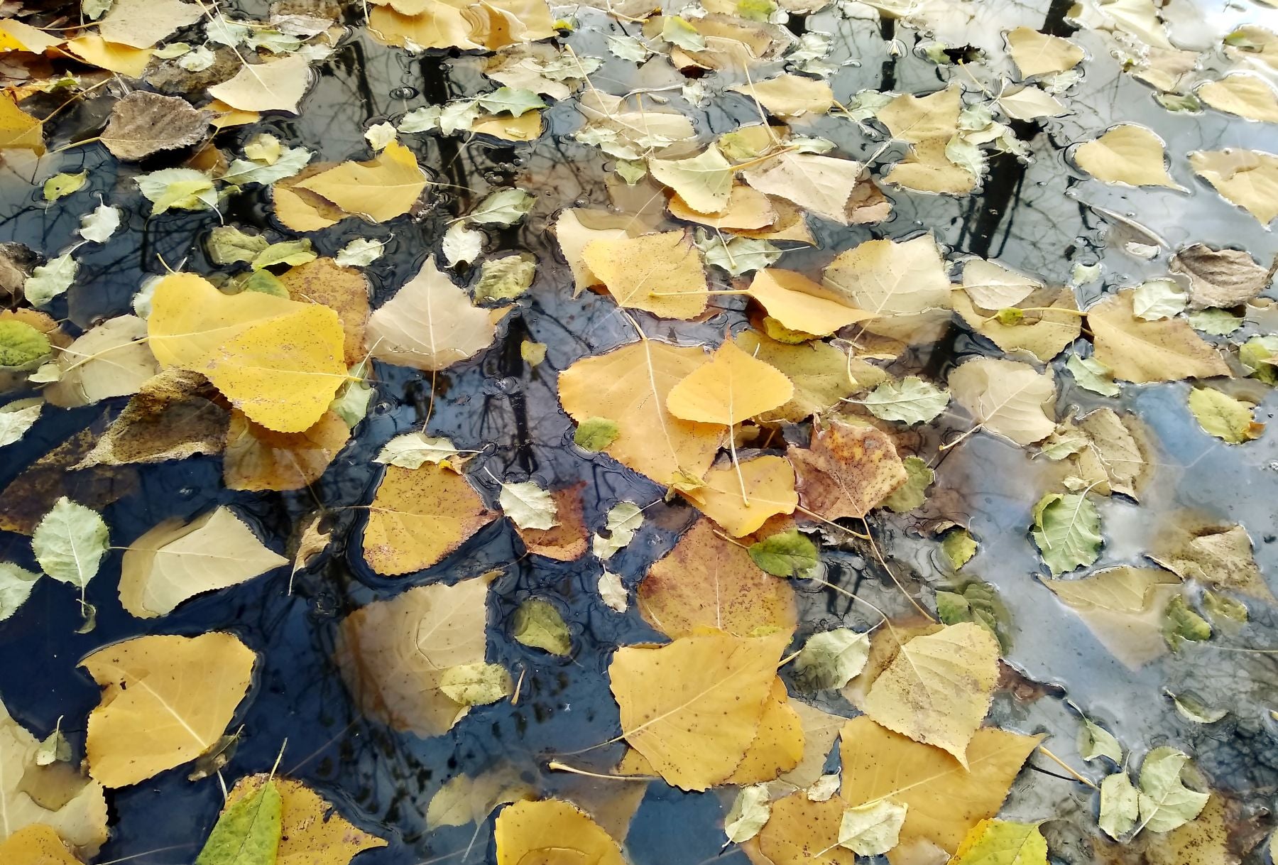 Otoño en el Bierzo. 