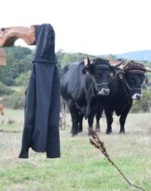 Imagen secundaria 2 - El huerto-escuela comparte protagonismo con las vacas serranas en las V Jornadas de Agrosilvicultura