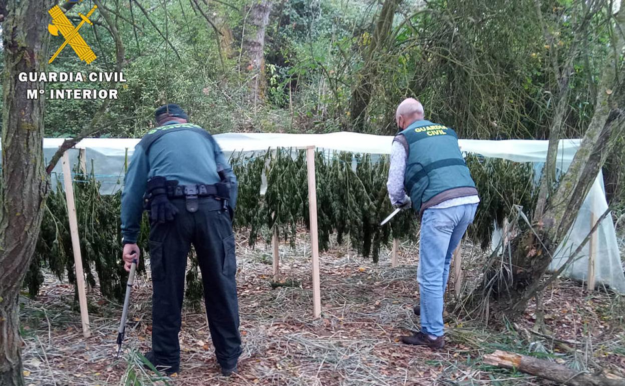 Secadero de marihuana en La Bureba.