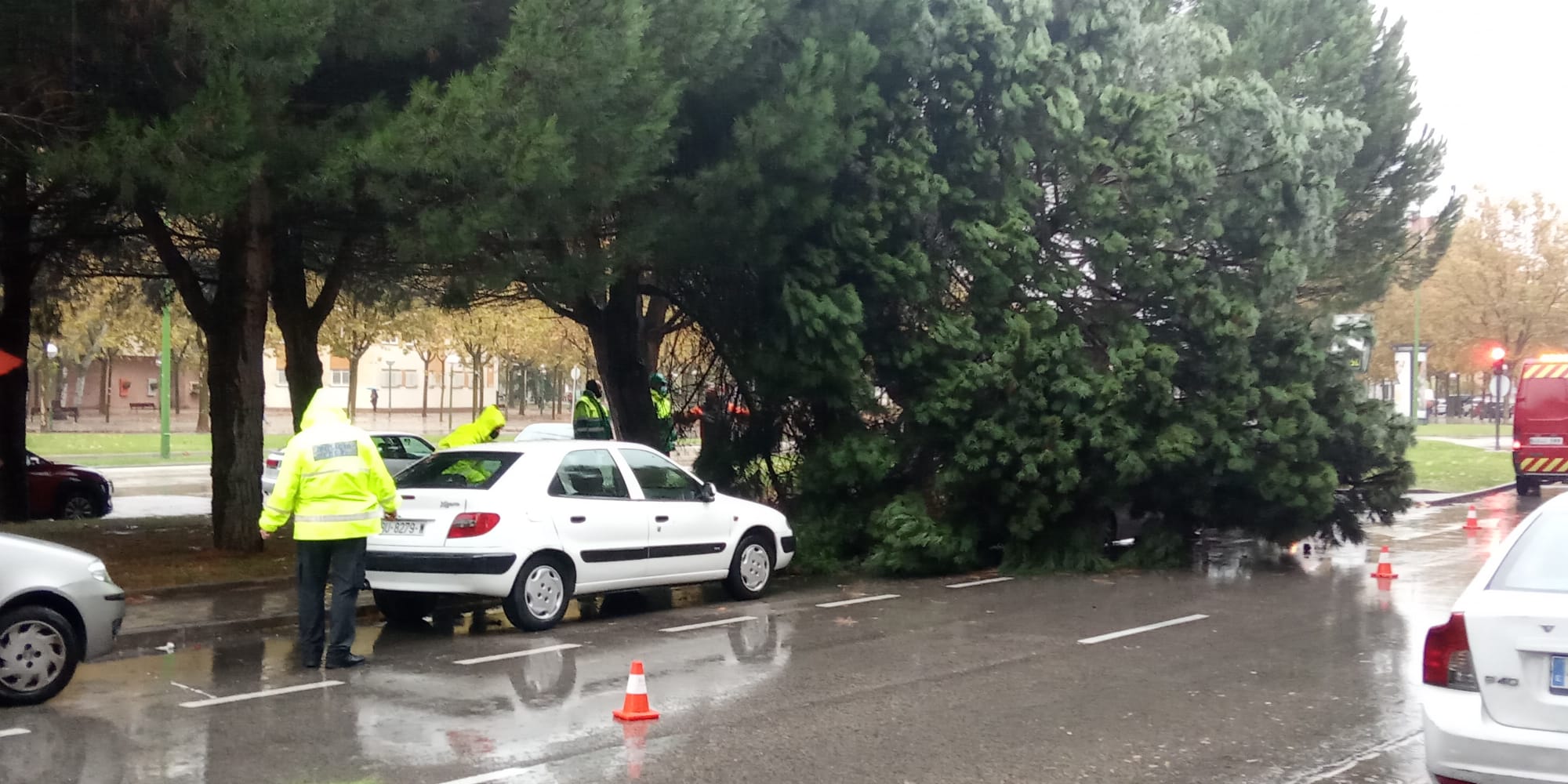 Un árbol ha caído sobre un coche debido al viento en la avenida Castilla y Leon de la capital burgalesa. 