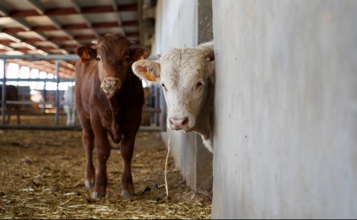 Vacas en una explotación ganadera en Cogeces del Monte. 