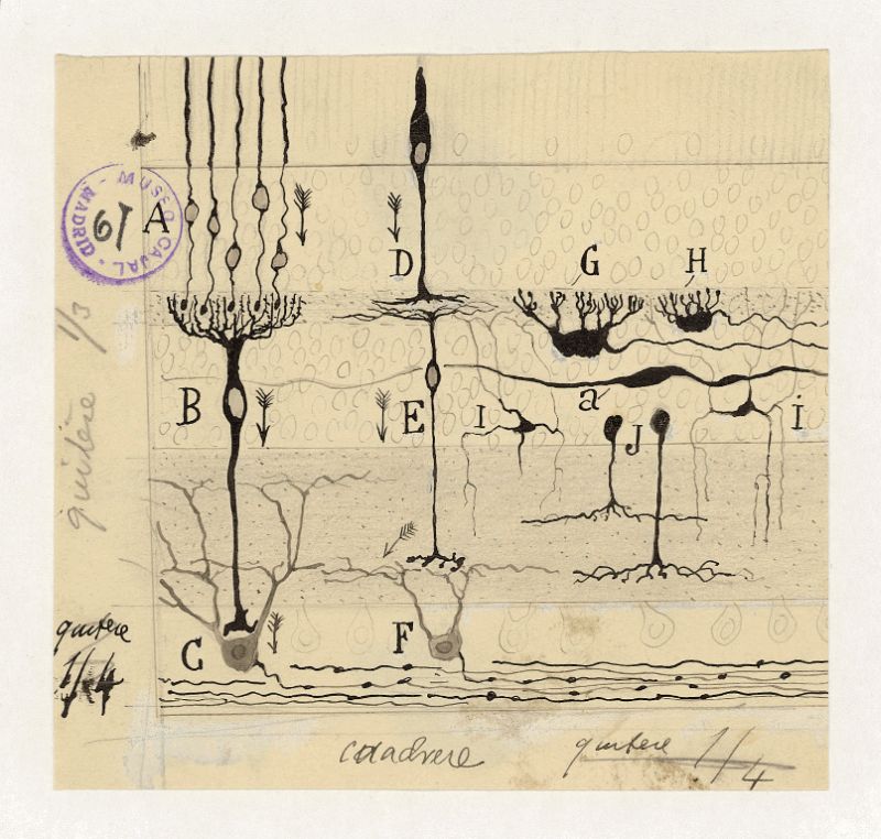 Fotos: Exposición &#039;Las misteriosas mariposas del alma. Don Santiago Ramón y Cajal