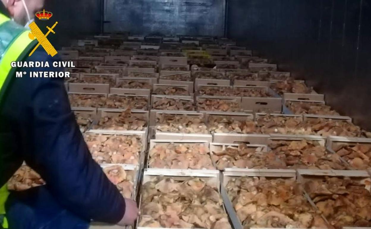 Desde que comenzó la campaña setera, se han intervenido 5.443 kilogramos de níscalos. 