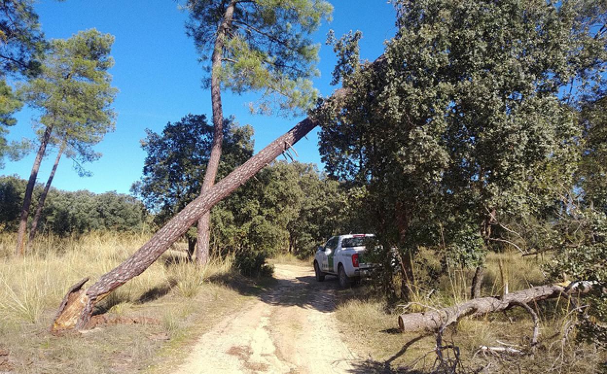 Retirada de pinos secos en el monte 'La Calabaza. 