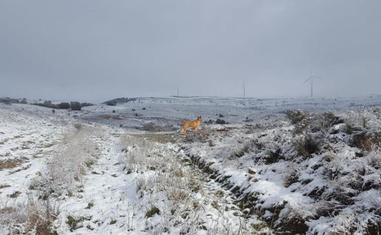 La borrasca 'Bella' dejará nevadas y rachas de viento de hasta 80 km/h en Burgos