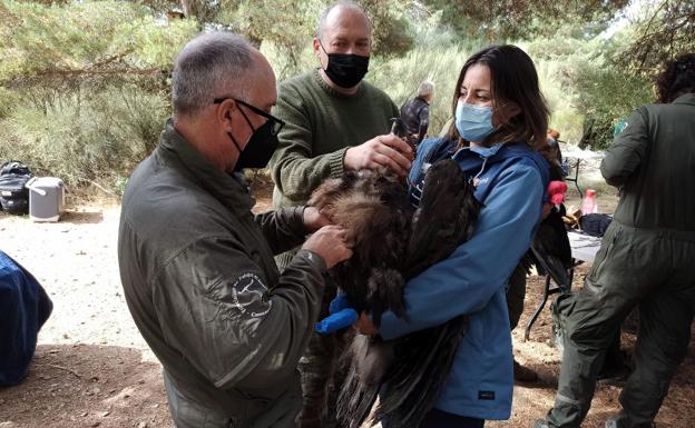 Echan a volar los dos pollos de buitre negro nacidos en la Sierra de la Demanda