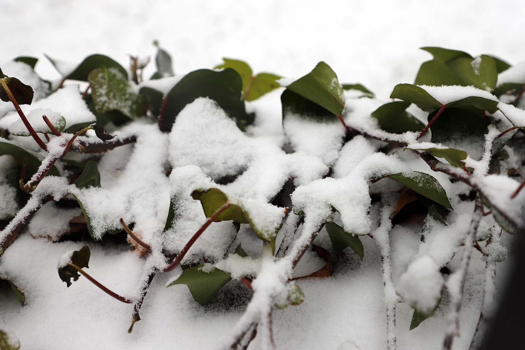 Fotos: Burgos se cubre de nieve gracias a Filomena