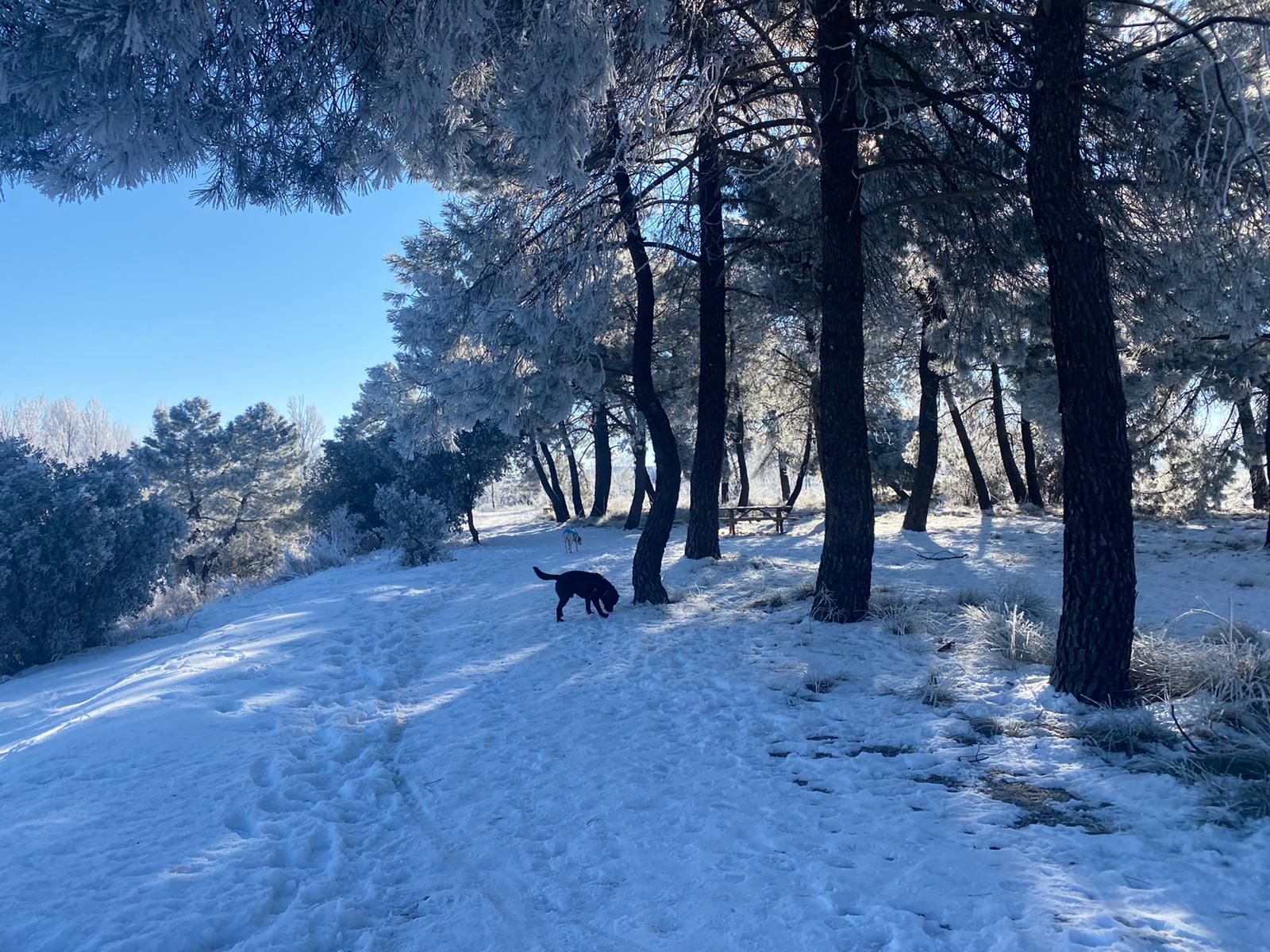 Fotos: La provincia burgalesa vuelve a ser &#039;conquistada&#039; por la cencellada