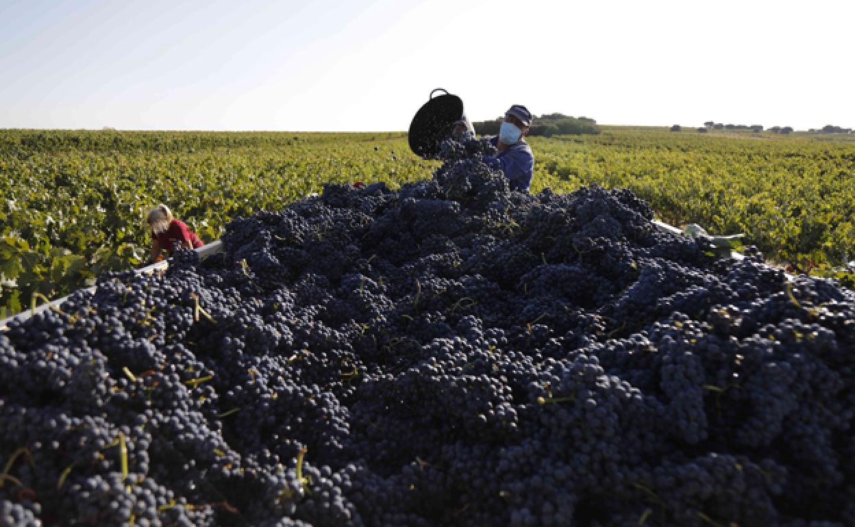 Vendimiadores zona de La Horra, en Ribera del Duero. 