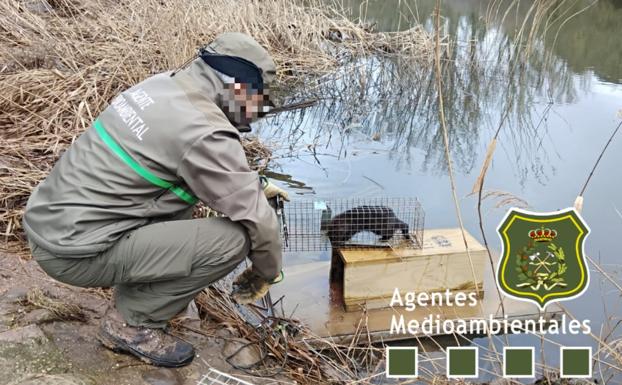 Visón americano, el problema sobrevenido por la covid de una especie invasora en Burgos