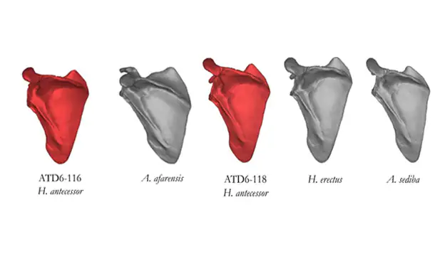 Comparación de la reconstrucción virtual de las escápulas de H. antecessor (rojo) con las de otras especies de homínidos fósiles (gris), donde se observa la similitud en la forma de todas ellas. 