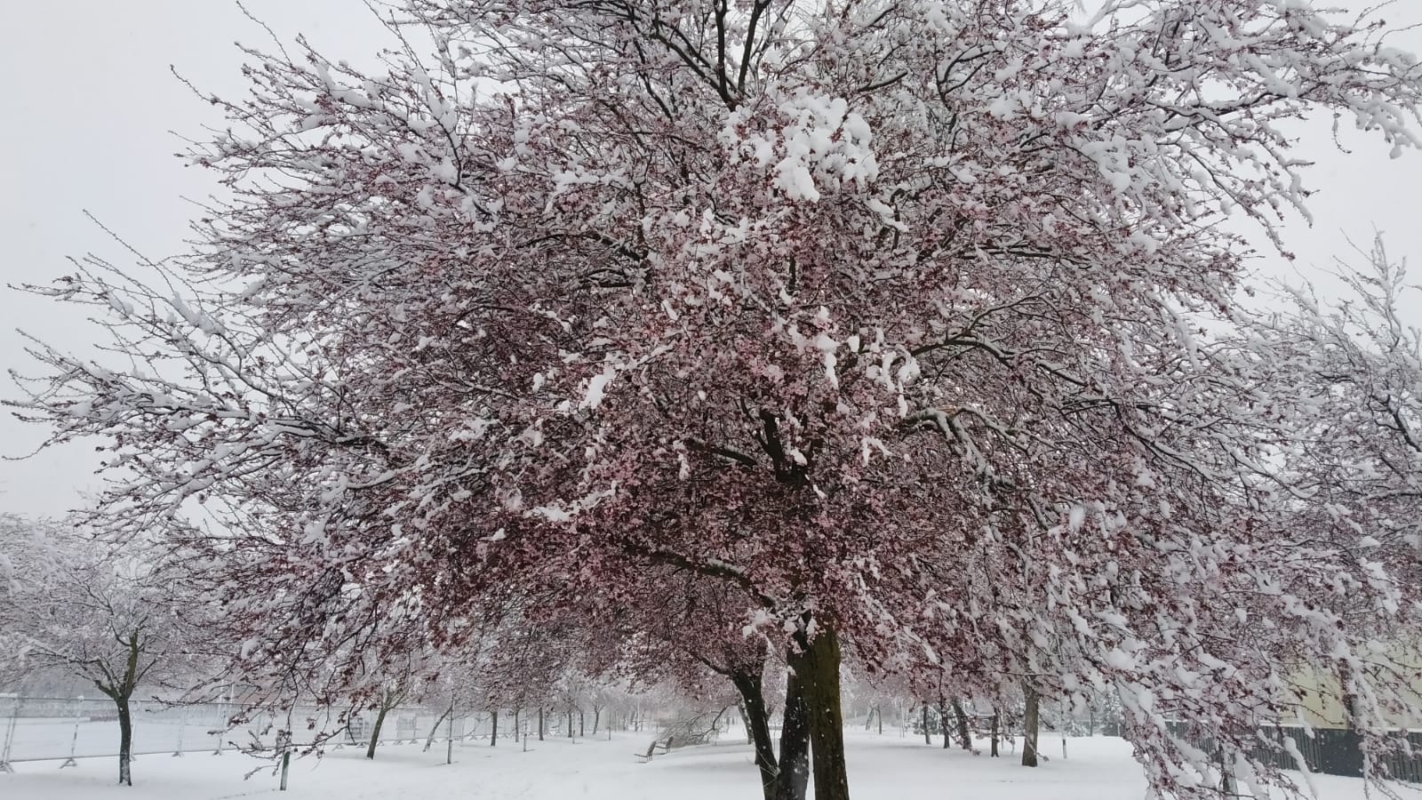 Fotos: La nieve también cubre Gamonal y Fuentecillas
