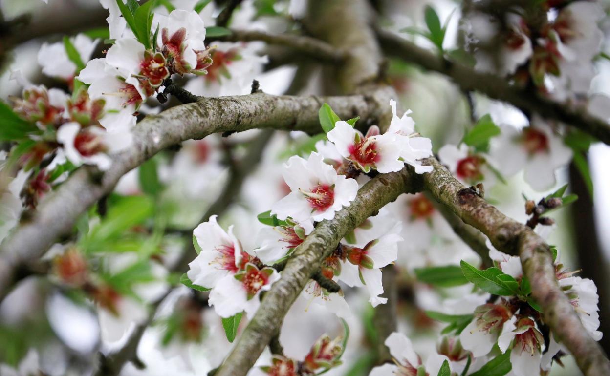 Los almendros ya han empezado a florecer. 