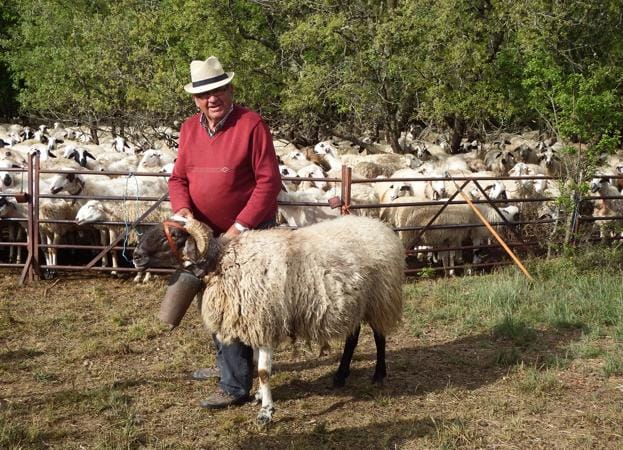 La trahumancia se ha perdido en Burgos pero se mantiene en España, donde se mueven 40.000 cabezas de ganado anualmente.