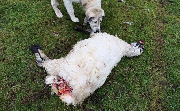 Oveja atacada por un lobo. 