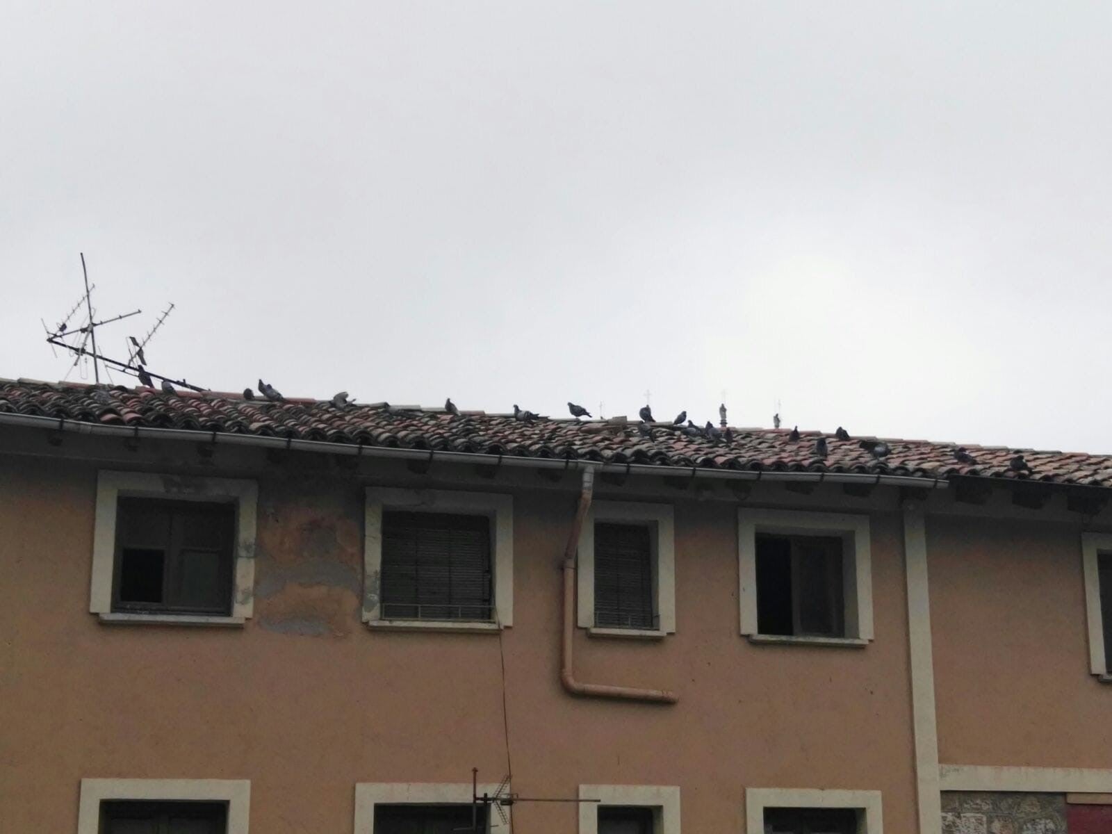 Fotos: &#039;La casa de las palomas&#039;, un foco de insalubridad