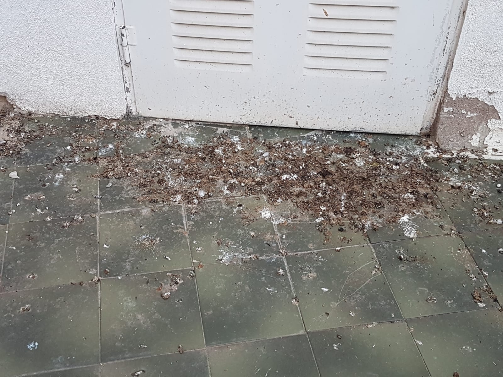 Fotos: &#039;La casa de las palomas&#039;, un foco de insalubridad