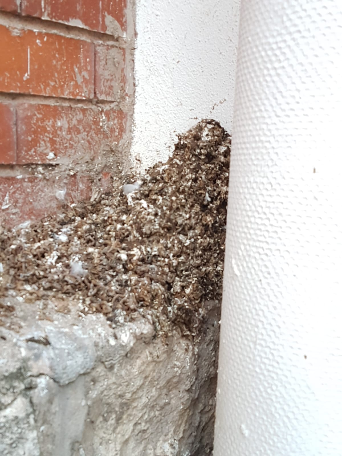 Fotos: &#039;La casa de las palomas&#039;, un foco de insalubridad