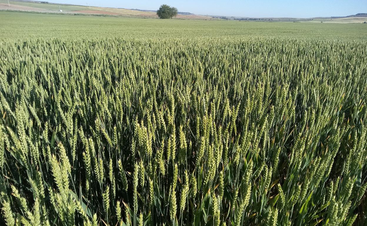 Cultivo de cereal en la provincia de Valladolid. 