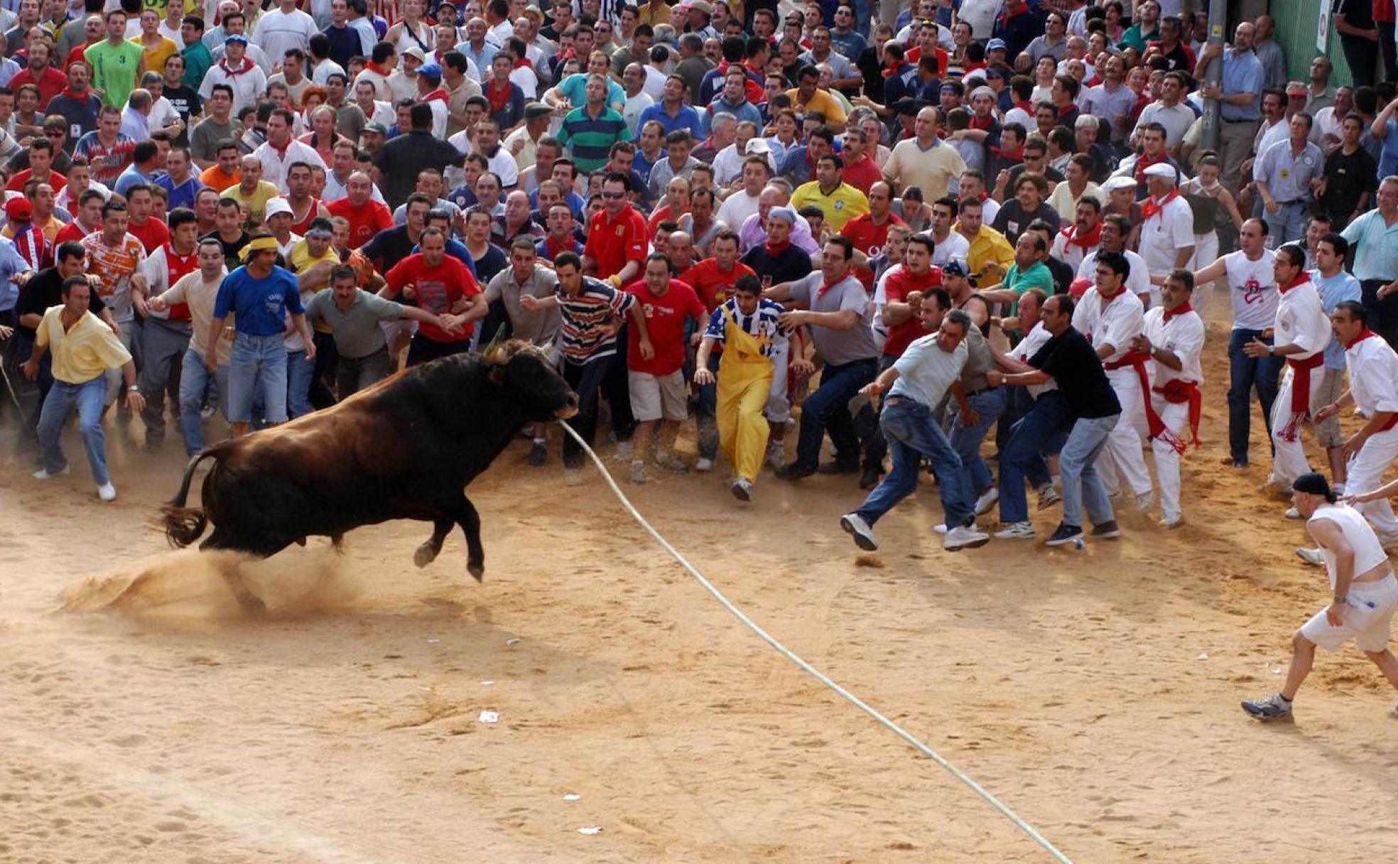 Jóvenes y no tan jóvenes citan al famoso Toro Enmaromado de Benavente.