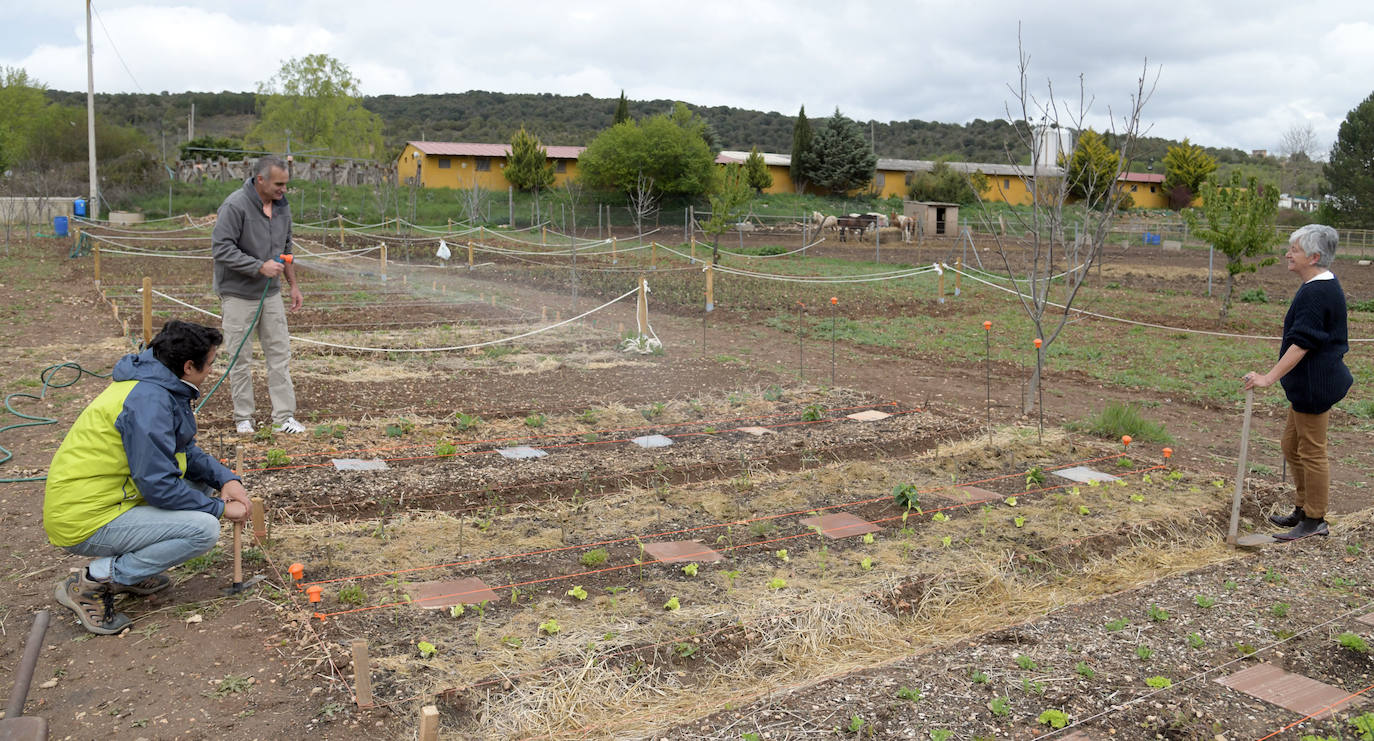 Imagen principal - 'Huertos sostenibles'. 