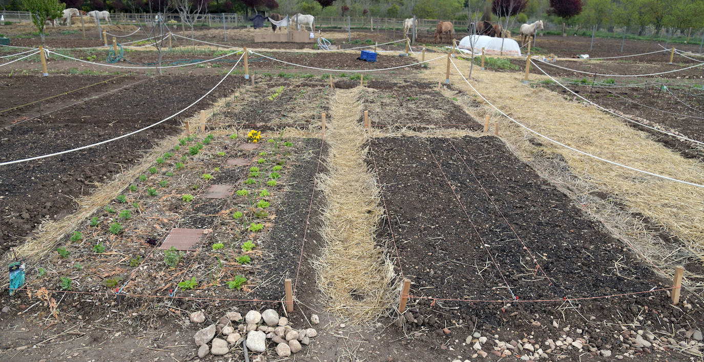 Imagen secundaria 1 - 'Huertos sostenibles'. 