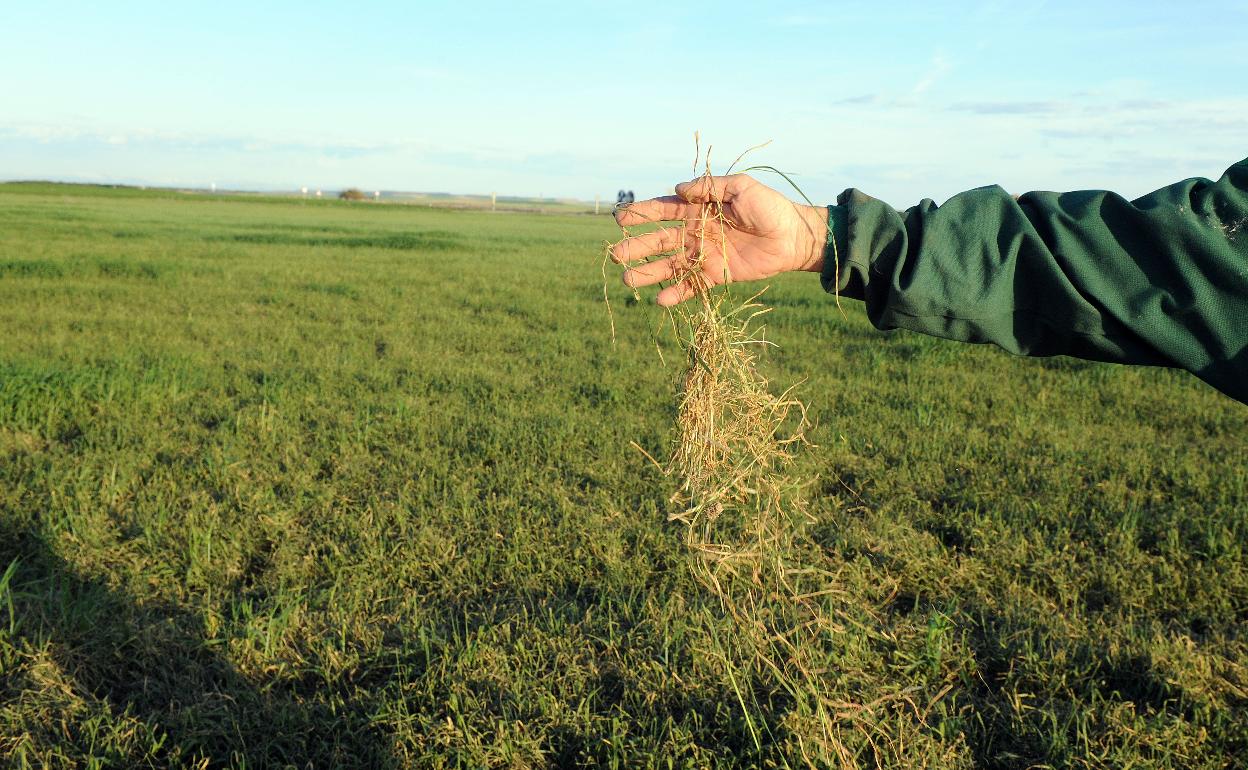 Campo de cereal «quemado» por la falta de agua. 