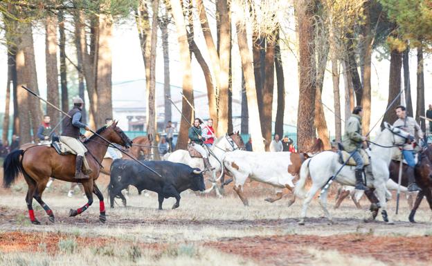 Los jinetes guían al ganado.