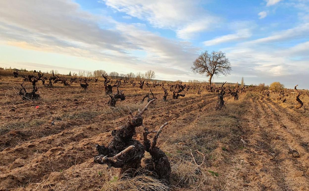 Ribera del Duero se consolida en mercados internacionales como Holanda y Canadá