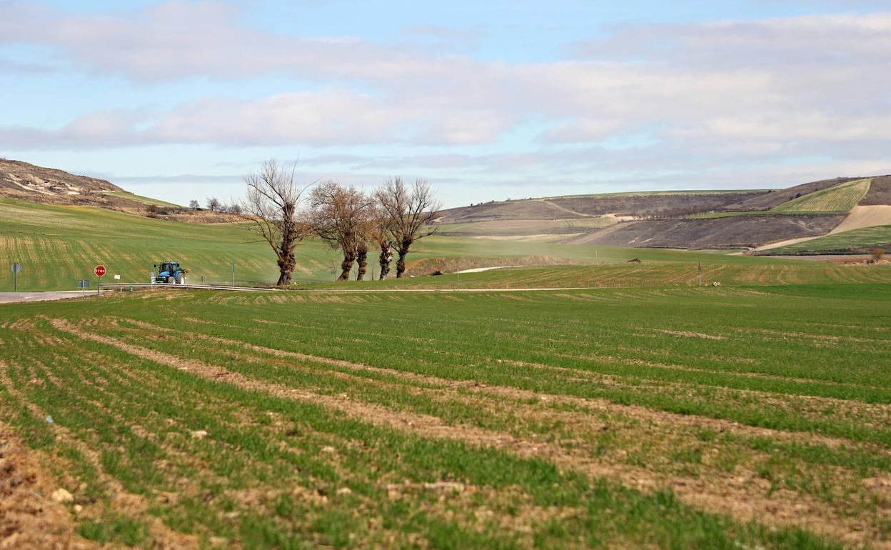 Imagen de un campo burgalés sembrado. 