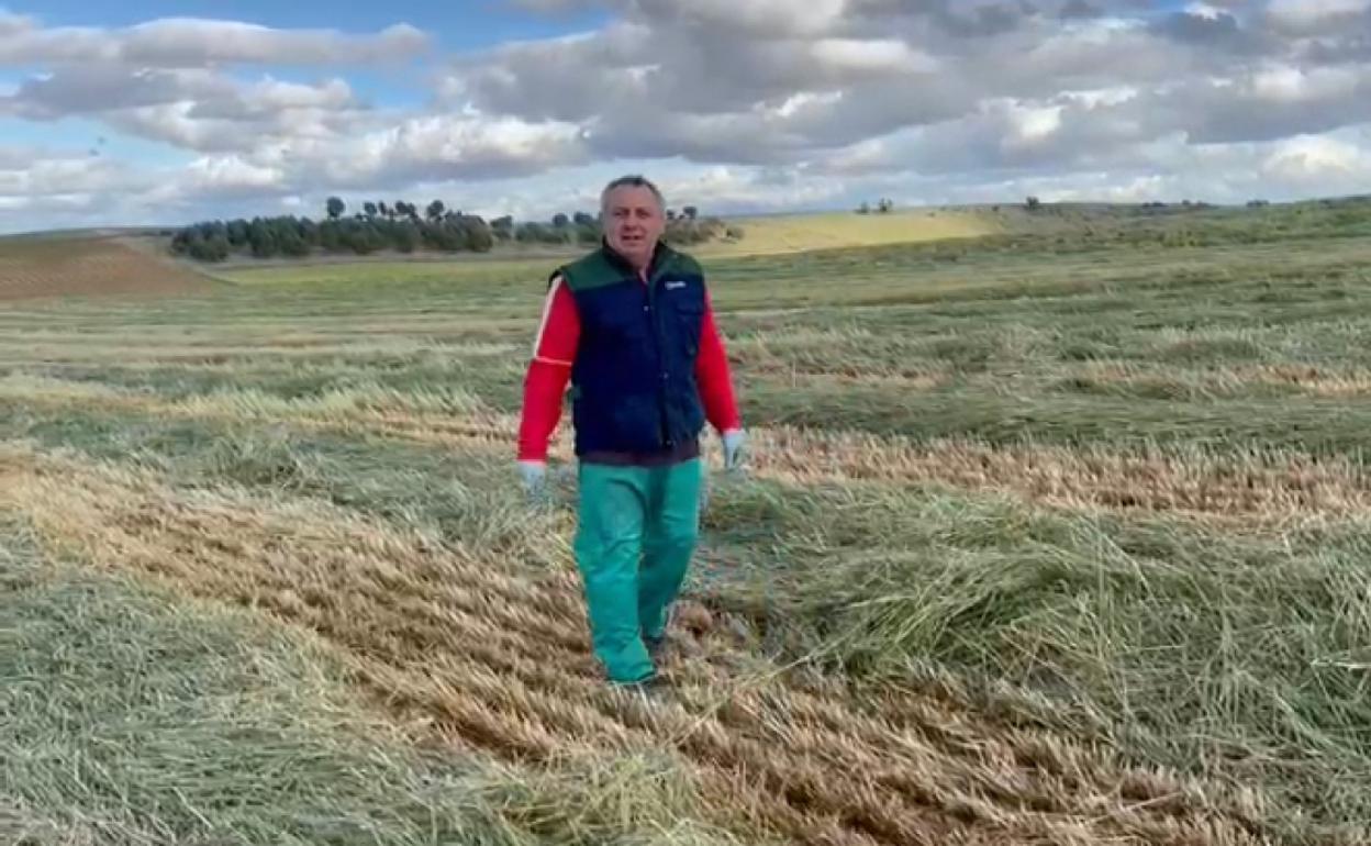 Carlos García junto al 'raigrás' recién segado en el término municipal de Pollos, Valladolid. 