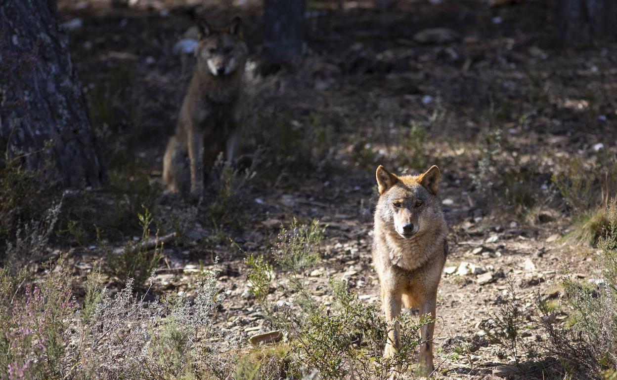 Lobos en el Centro del Lobo Ibérico Félix Rodríguez de la Fuente de Puebla de Sanabria. 