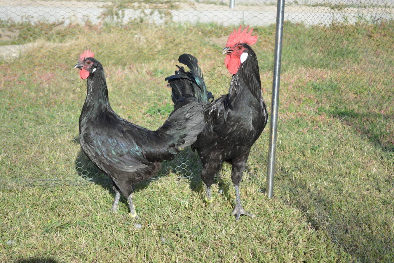 Gallina y gallo de raza castellana.