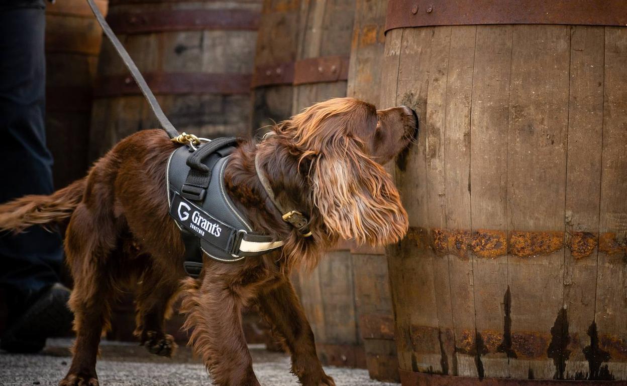 Rocco revisando barricas de güisqui.