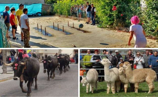 Arriba, campeonato de bolos. Debajo, vacas desfilando por el pueblo y un grupo de llamas observadas con curiosidad por el público de la feria ganadera.