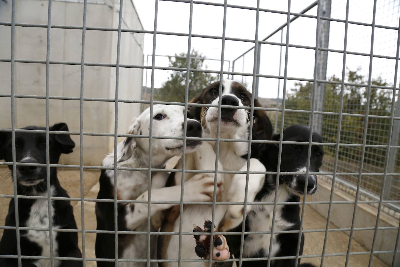 Imagen de archivo de unos perros abandonados y recogidos. 